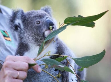 drones koalas