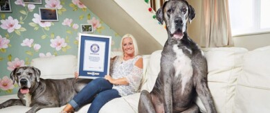 Falleció Freddy, el perro más alto del mundo, a los casi nueve años de edad