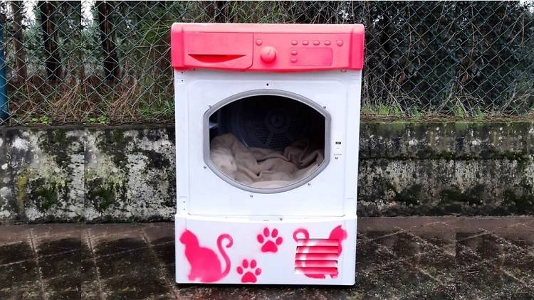 Los gatos callejeros de Portugal tendrán nuevas casas