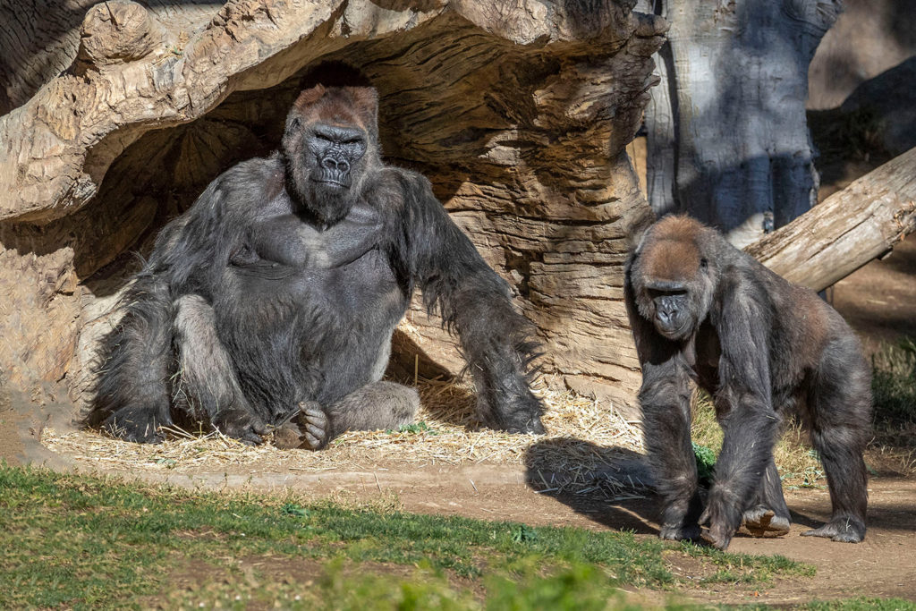 Estados Unidos: gorilas dieron positivo de COVID-19 en un zoológico de San Diego