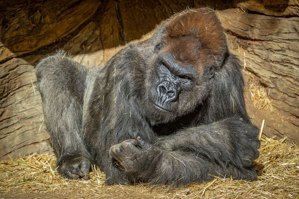 Estados Unidos: gorilas dieron positivo de COVID-19 en un zoológico de San Diego