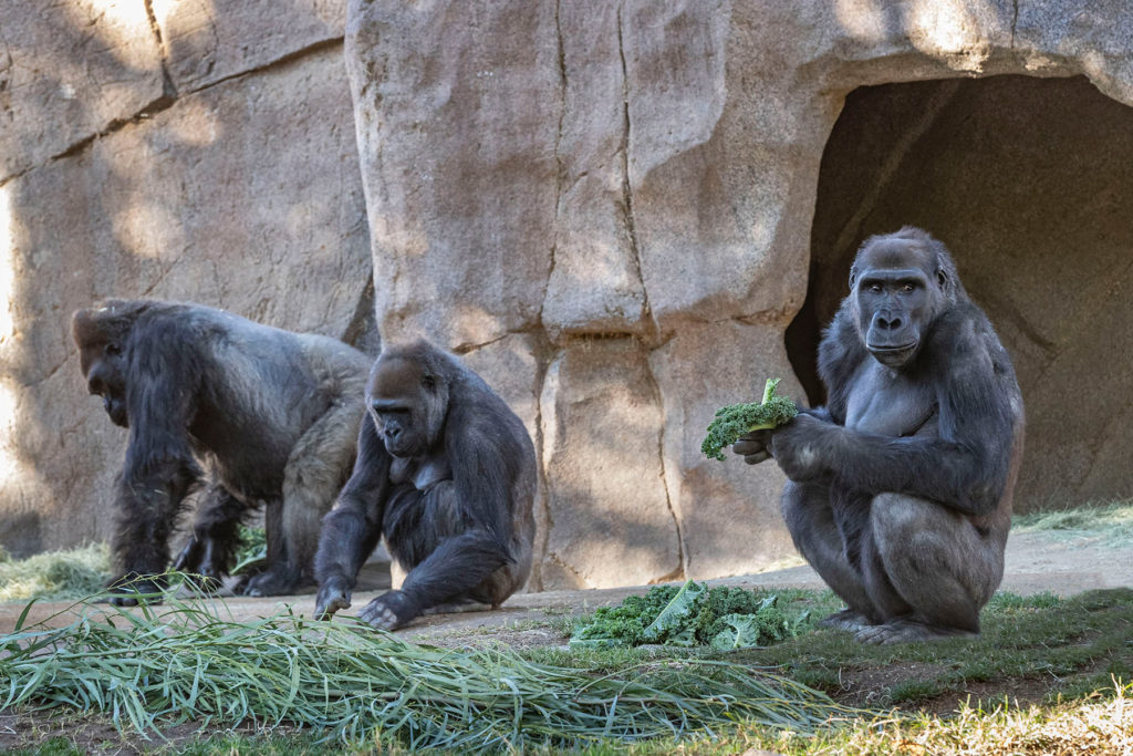 Estados Unidos: gorilas dieron positivo de COVID-19 en un zoológico de San Diego