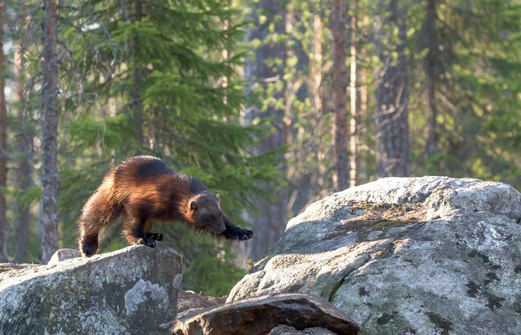 Estados Unidos: un carcayú fue captado por una cámara remota del Parque Nacional Yellowstone por primera vez