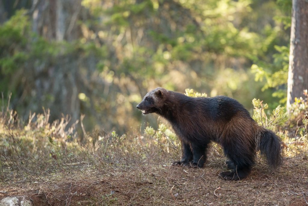 Estados Unidos: un carcayú fue captado por una cámara remota del Parque Nacional Yellowstone por primera vez