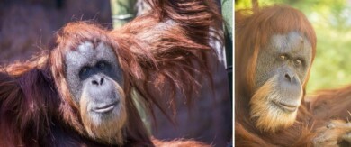 Falleció la orangután más longeva del mundo a los 61 años