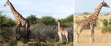 Un grupo de científicos está estudiando a dos jirafas adultas que son más pequeñas que las que conocemos