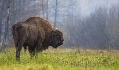 lista roja de ejemplares en peligro de extinción