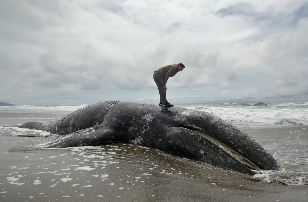 ballena gris