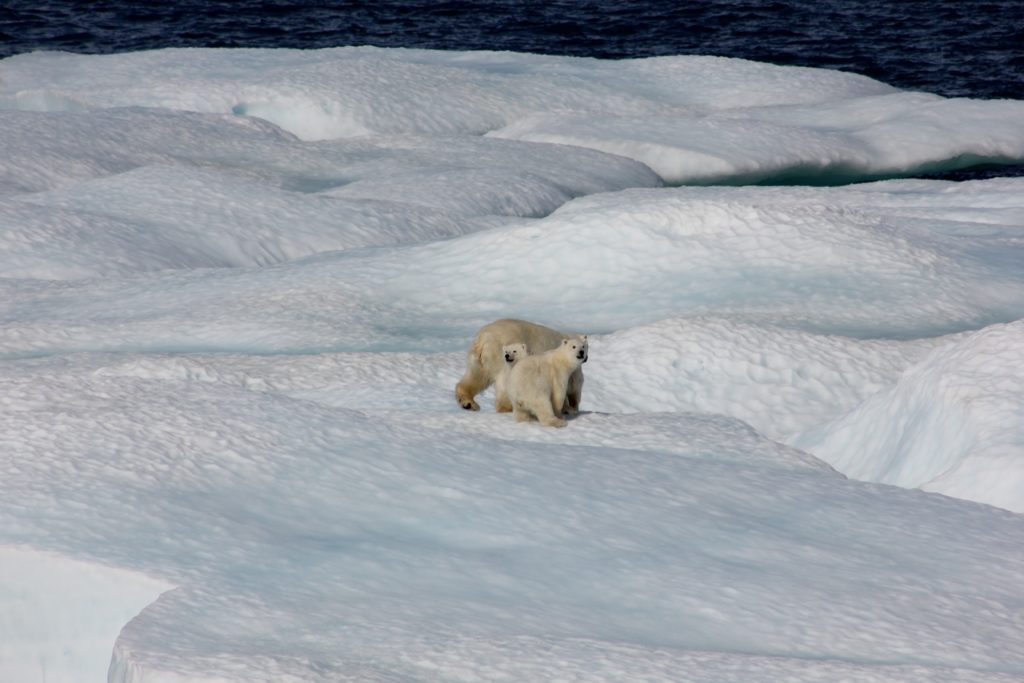 El Departamento de Defensa de Estados Unidos declaró el cambio climático como un 'problema de seguridad nacional'