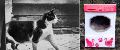 Los gatos callejeros de Portugal tendrán nuevas casas coloridas y especialmente decoradas
