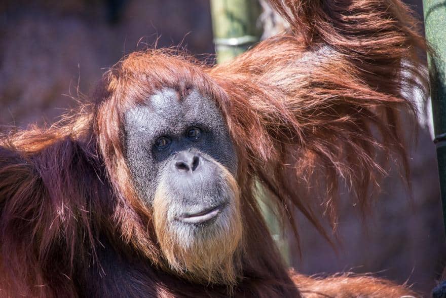 Falleció la orangután más longeva del mundo a los 61 años