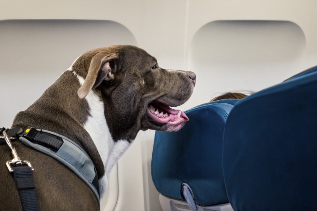 La aerolínea Alaska Airlines tomó la decisión de quitarles los privilegios a los animales de apoyo emocional en todos sus vuelos