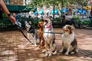 Desarrollan un collar para perros que le explica a su dueño qué es lo que quieren decir sus ladridos