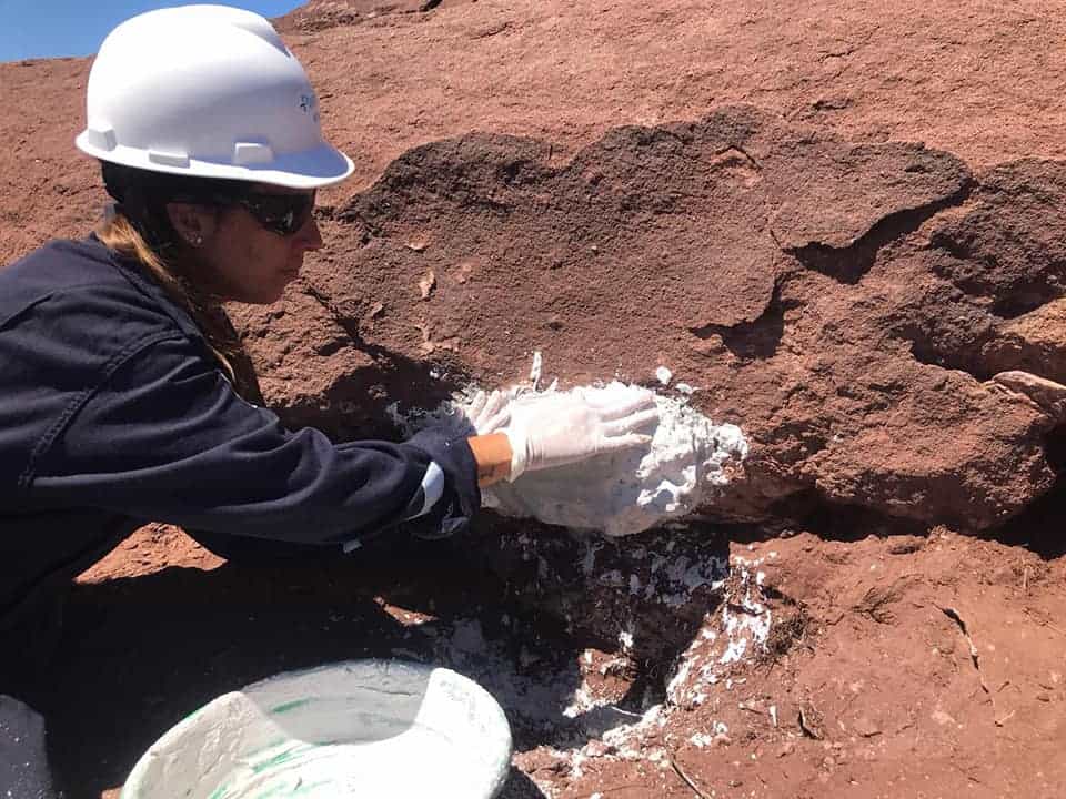 Argentina: encontraron restos fósiles de un dinosaurio herbívoro de hace 100 millones de años