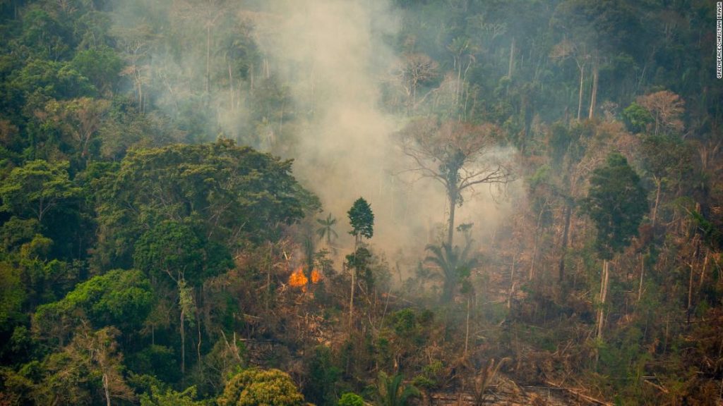 Declaran que la selva amazónica desaparecerá para 2064