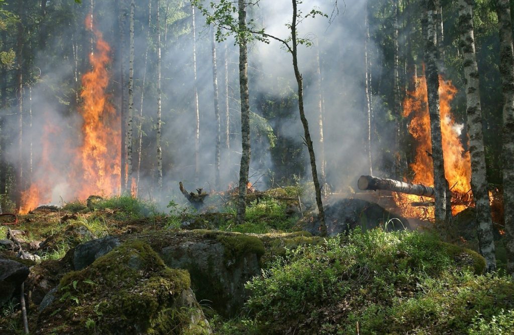 Declaran que la selva amazónica desaparecerá para 2064