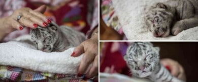 Presentaron a Nieve, la primera tigresa de bengala nacida en el Zoológico Nacional de Nicaragua