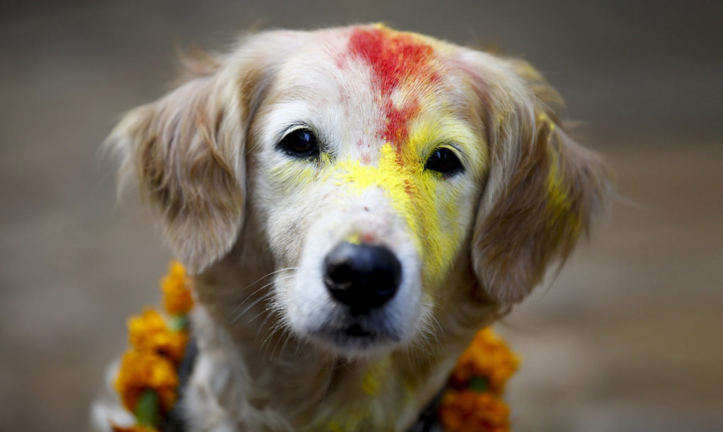 Kukur Tihar