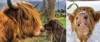 Estas imágenes de las vacas de las Tierras Altas de Escocia pueden ayudar a mejorar tu día