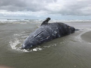 ballenas grises