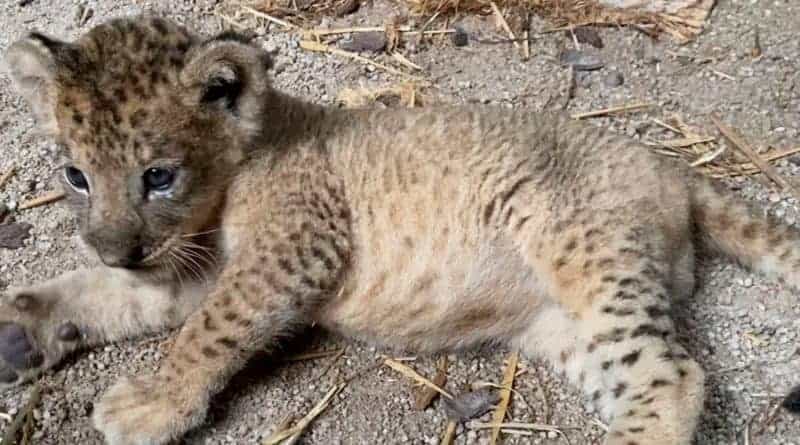 Presentan oficialmente a "Simba", el primer león africano concebido en Singapur con la ayuda de inseminación asistida