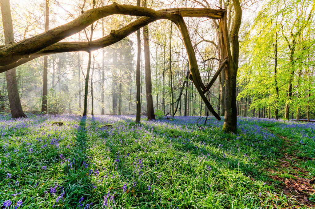 Escenarios de Star Wars: Bosque de Whippendell