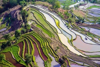 Terrazas de Arroz de Yuanyang