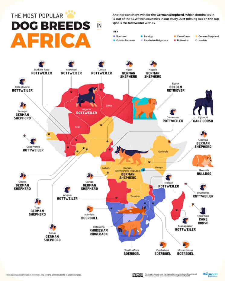 image perros más populares Africa 1