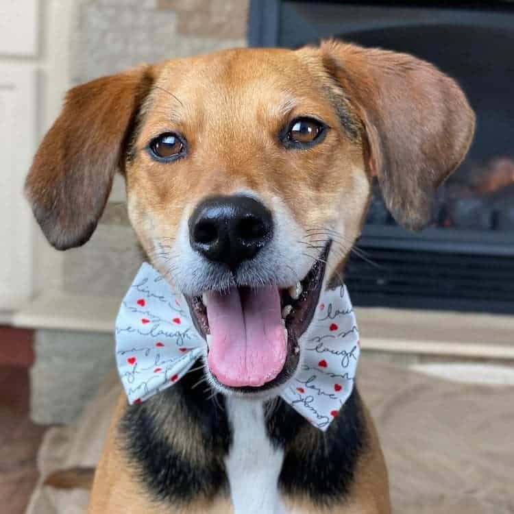 Este adorable beagle sobrevivió al abuso de sus primeros cuidadores y ahora protagoniza un tierno libro infantil 