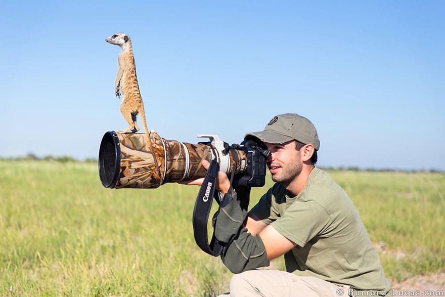 Viral: Este hilo de Twitter muestra a 40 animales simpáticos y salvajes interrumpiendo a fotógrafos