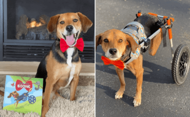 Este adorable beagle sobrevivió al abuso de sus cuidadores y ahora protagoniza un tierno libro infantil 1