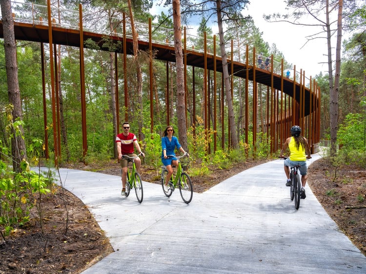 Ciclismo a través de los árboles