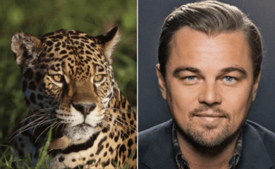 Leonardo DiCaprio compartió un video en Instagram destacando la importancia del respeto por la naturaleza en el Parque Nacional Iberá en Argentina 1