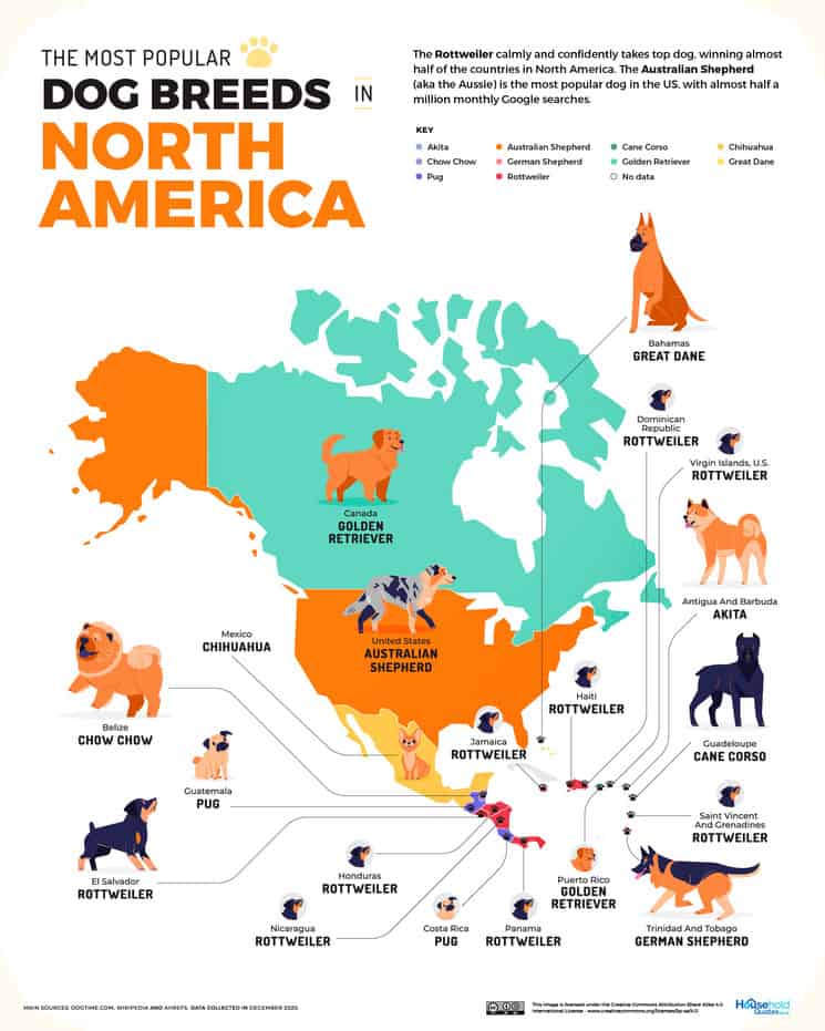 image perros más populares Norte america perros