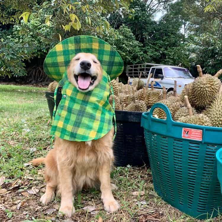 image golden retriever Registran un feliz golden retriever amando su trabajo como recolector de frutas durian y las fotos son encantadoras 1