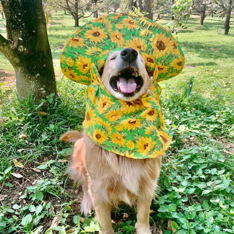 image golden retriever Registran un feliz golden retriever amando su trabajo como recolector de frutas durian y las fotos son encantadoras 2