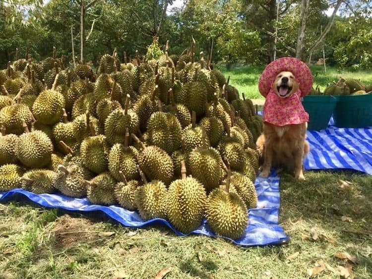 image golden retriever Registran un feliz golden retriever amando su trabajo como recolector de frutas durian y las fotos son encantadoras 3