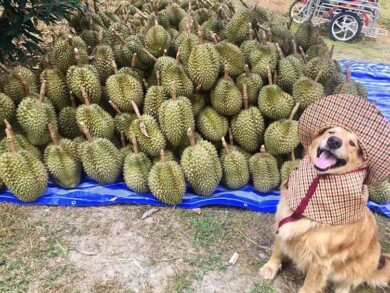 Registran un feliz golden retriever amando su trabajo como recolector de frutas durian y las fotos son encantadoras 4