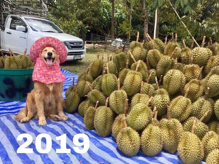 image golden retriever Registran un feliz golden retriever amando su trabajo como recolector de frutas durian y las fotos son encantadoras 8