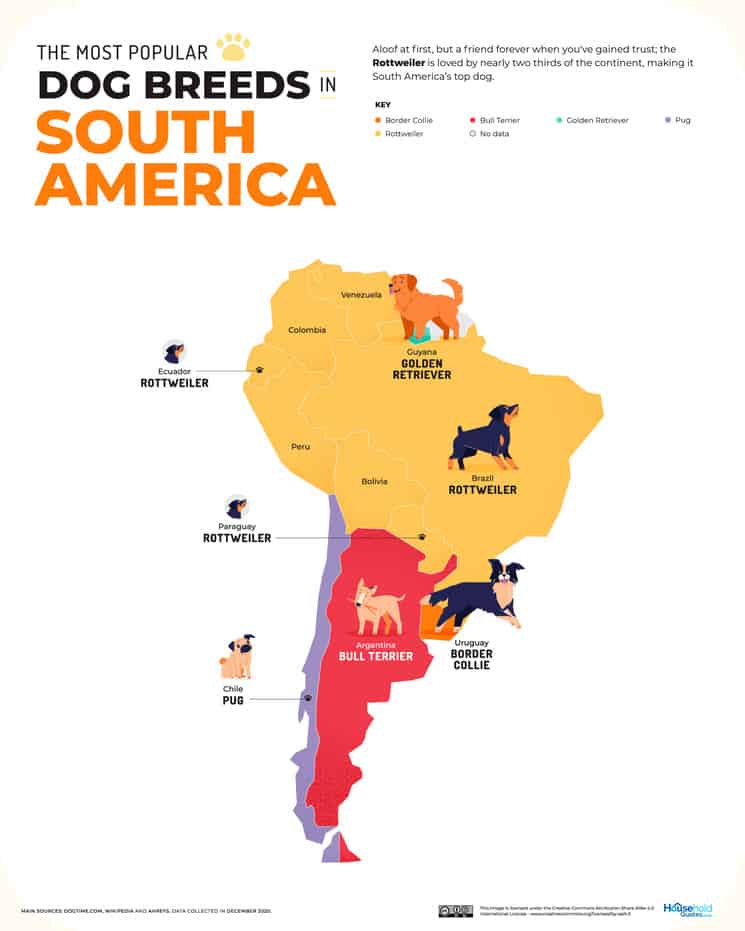 image perros más populares Sudamerica perros 1