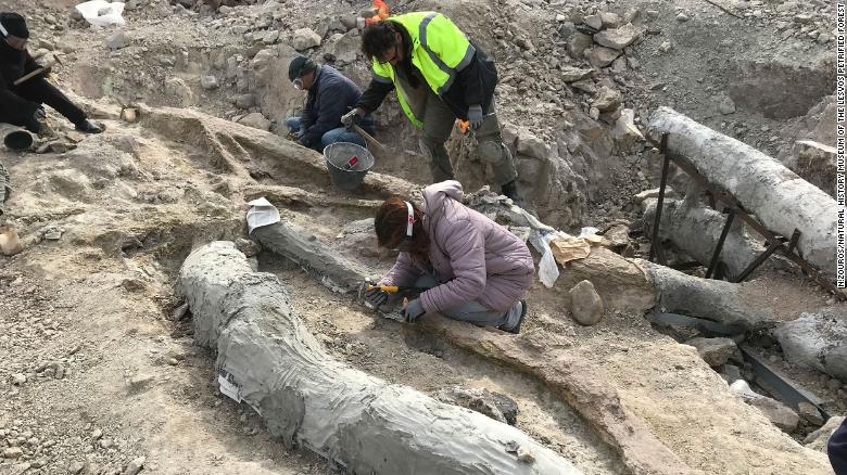 Este árbol petrificado está en Grecia, tiene 20 millones de años y se encuentra intacto