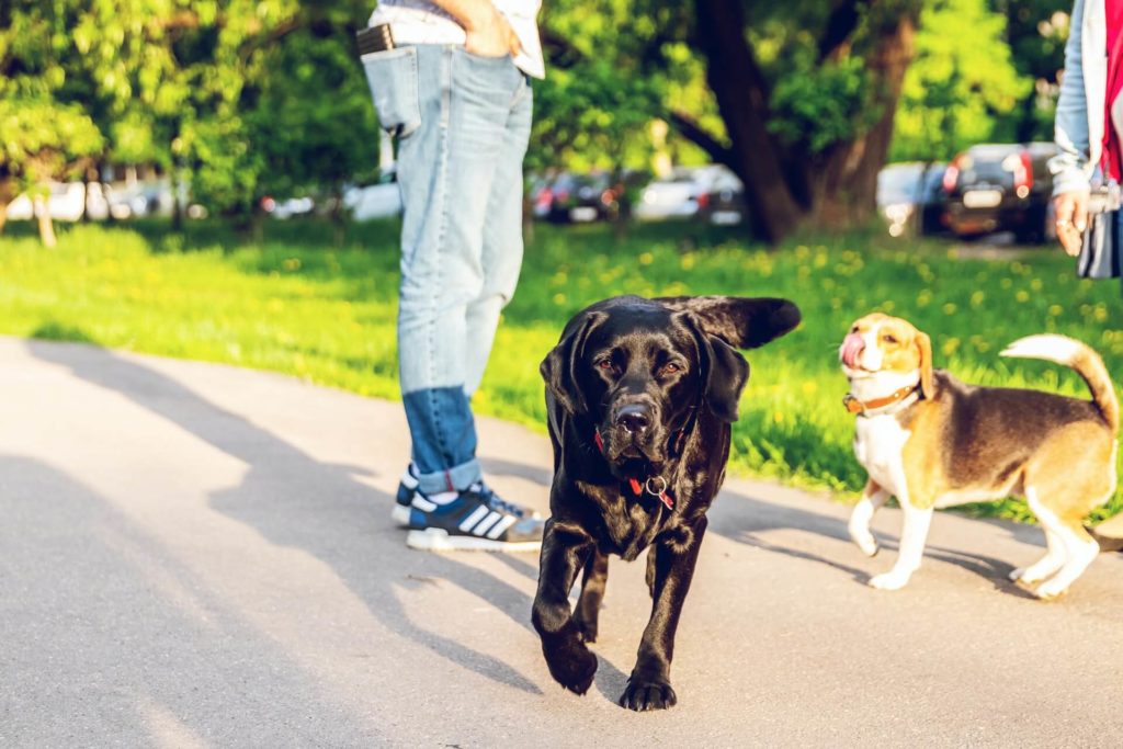 image ciudades para visitar con tu mascota artem beliaikin 2QaAX6x3C0Y unsplash 1