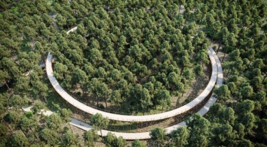 Ciclismo a través de los árboles