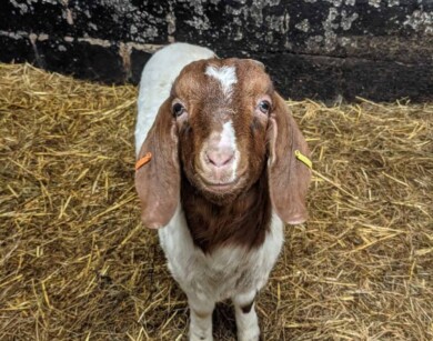 Esta granja de Inglaterra ganó alrededor de 50.000 libras ofreciendo videollamadas con sus cabras