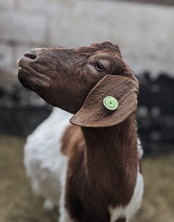 Esta granja de Inglaterra ganó alrededor de 50.000 libras ofreciendo videollamadas con sus cabras