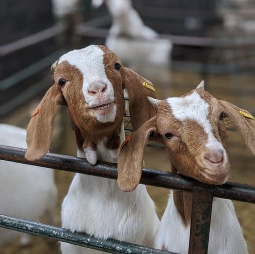 Esta granja de Inglaterra ganó alrededor de 50.000 libras ofreciendo videollamadas con sus cabras