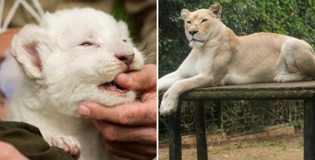 lava En España nació el primer león blanco sin enfermedades y ya fue presentado oficialmente En España nació el primer león blanco sin enfermedades y ya fue presentado oficialmente