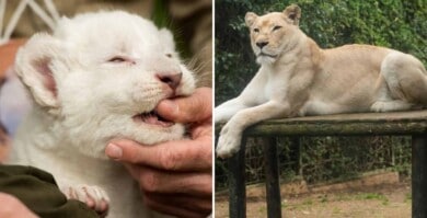 En España nació el primer león blanco sin enfermedades y ya fue presentado oficialmente
