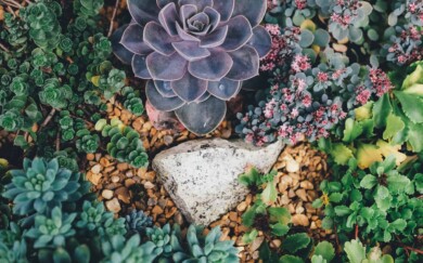 Una mujer fue condenada por intentar ingresar casi 1.000 cactus y suculentas a Nueva Zelanda