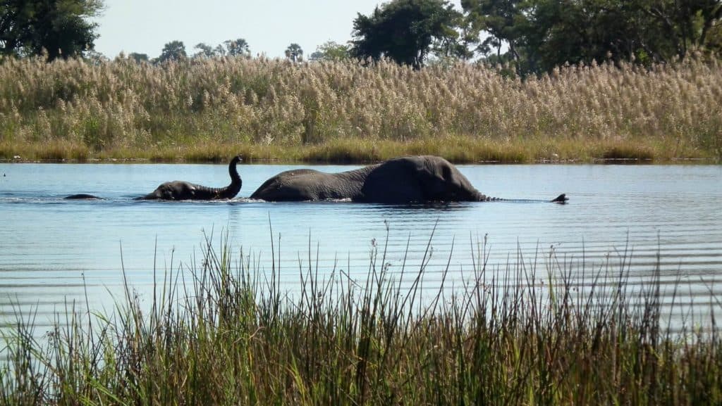 image lugares para visitar en Botswana colin watts IlmouO6LO1E unsplash 1